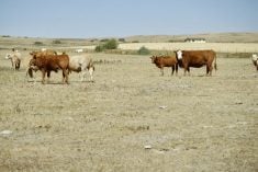 cattle on a very dry-looking pasture during a drought