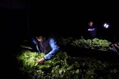 Mario Segovia and Orlando Rojas, members of the Atacama fog catcher group, check a hydroponic lettuce crop produced with water captured by fog catchers, meshes suspended between two poles that intercept small bits of moisture to collect water from the air in the Atacama Desert, in Chanaral, Chile June 10, 2025. Photo: Reuters/Pablo Sanhueza