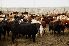 cattle in a feedlot