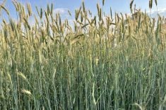 File photo of a fall rye crop plot at Ag in Motion in 2024.