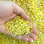 The Redwood Group to no longer hold grain dealer licence