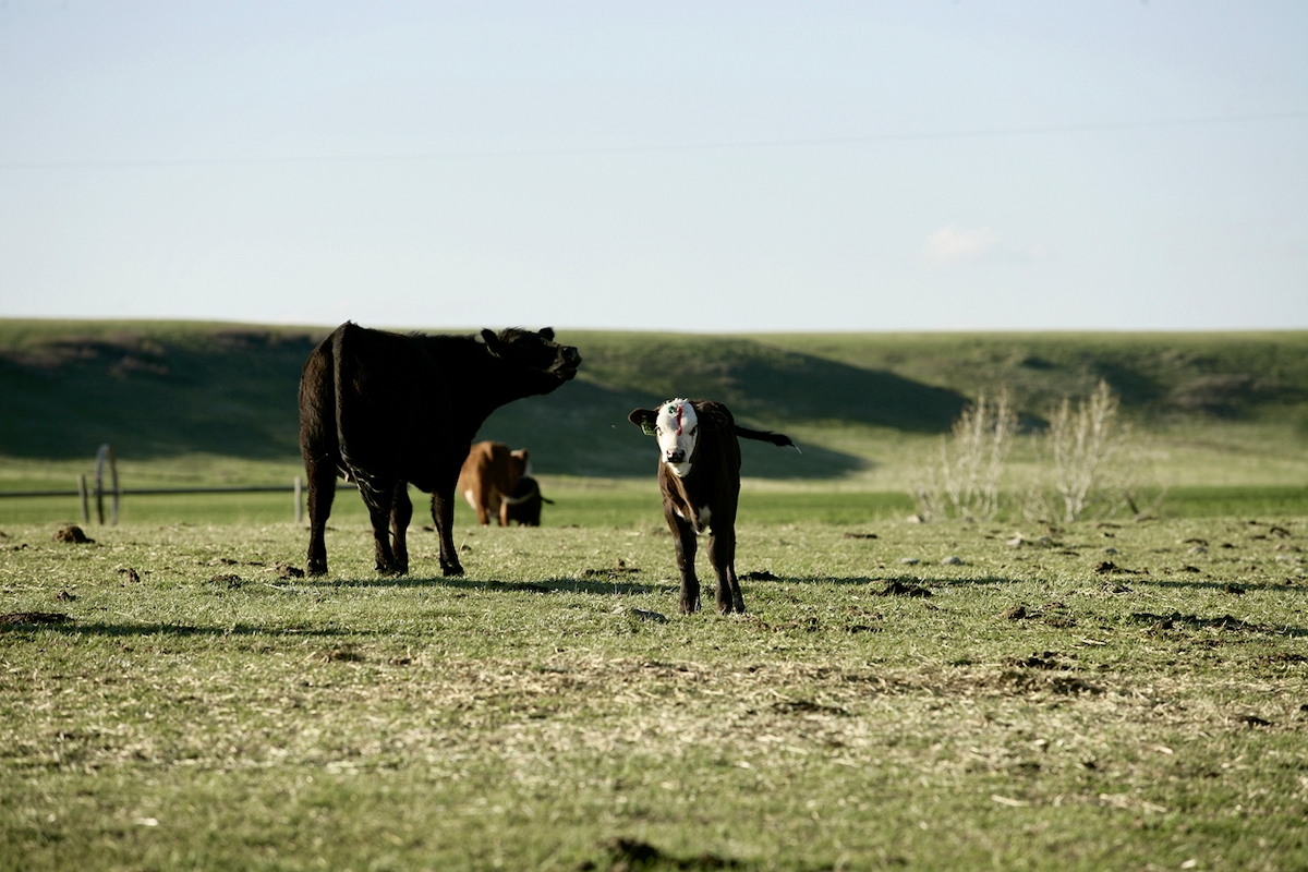 A cow’s and calf’s status are intertwined – healthy cows generally produce healthy calves.