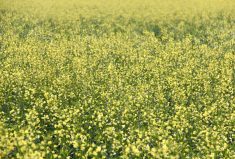 Manitoba crops still in good shape