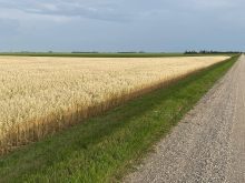 The carbon footprint of oats and barley grown in Saskatchewan is lower than the same crops grown elsewhere, according to new study from the Global Institute for Food Security. Photo: file