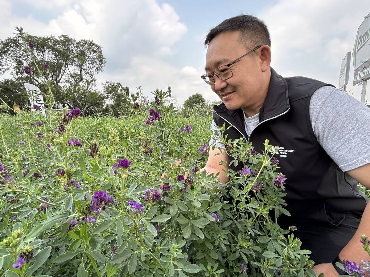 Bill Biligetu, forage crop breeder at the University of Saskatchewan, studies the purple flowers found in the alfalfa plots at Ag in Motion, a farm show held July 15-17 near Langham, Sask. Biligetu is hoping to design an alfalfa variety with more tolerance to drought. Photo: Robert Arnason