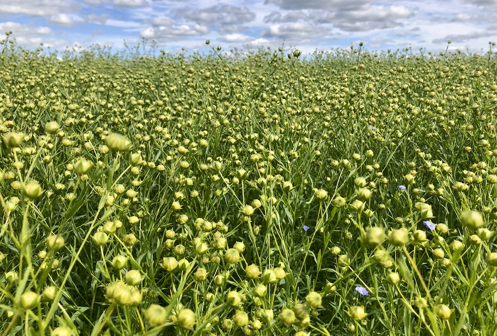 The Diverse Field Crops Cluster is a research project examining how to improve crop production while limiting nitrogen emissions. Crops such as camelina, carinata, flax (seen here), sunflower and mustard are the focus area of the project. Photo: Greg Berg