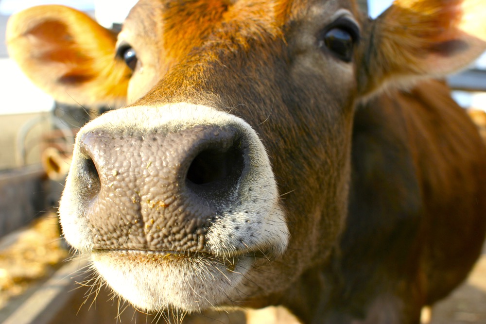 To date, 169 dairy herds have been affected by avian influenza in the U.S. Photo: Thinkstock