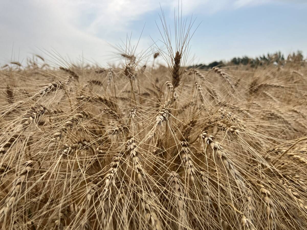 Prairie cash wheat: Lower loonie strengthens bids