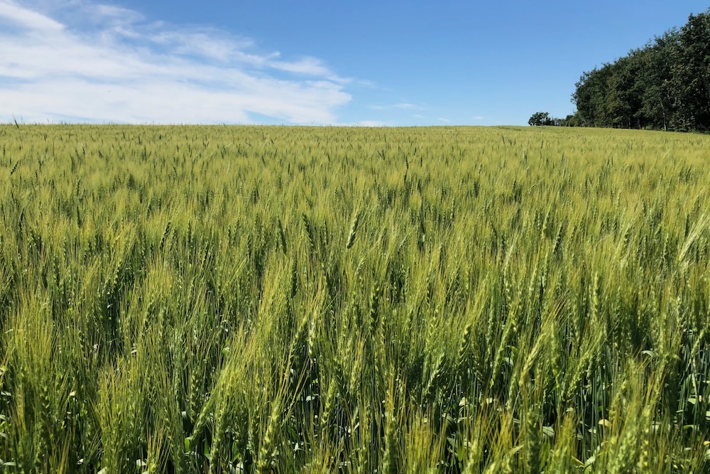 Fall economic statement fairly quiet on agriculture