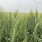 Prairie wheat bids fall with U.S. futures