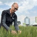 VIDEO: Cereal drought tolerant ratings hard to compile