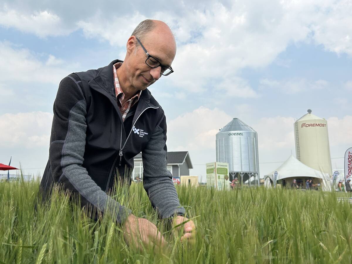U.S. grains: Corn, set for biggest annual drop, slips on Argentine rain