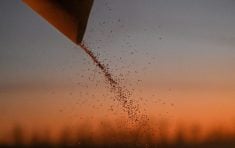 A combine loads wheat into a truck during harvesting in a field of a local agricultural enterprise in the Cherlaksky district of the Omsk region, Russia, October 4, 2024. Photo: Reuters/Alexey Malgavko/File Photo