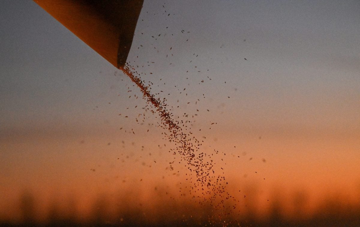 A combine loads wheat into a truck during harvesting in a field of a local agricultural enterprise in the Cherlaksky district of the Omsk region, Russia, October 4, 2024. Photo: Reuters/Alexey Malgavko/File Photo