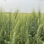 A wheat crop heads for the ripening stage in southeast Saskatchewan, July 20, 2024.  Photo: Greg Berg
