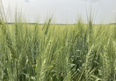 A wheat crop heads for the ripening stage in southeast Saskatchewan, July 20, 2024.  Photo: Greg Berg

