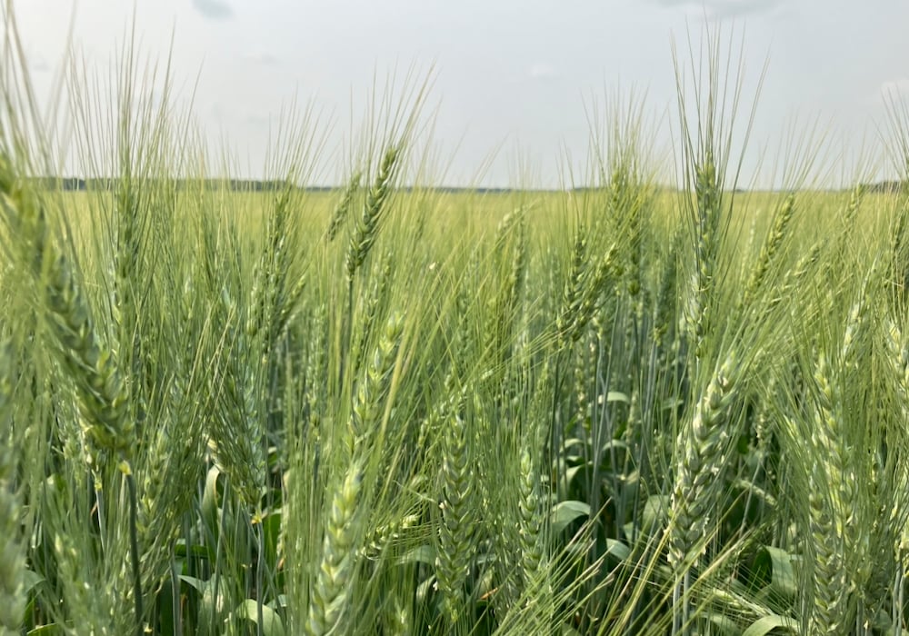 A wheat crop heads for the ripening stage in southeast Saskatchewan, July 20, 2024. Photo: Greg Berg