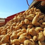 Evolutionary origins of the potato revealed &#8211; and a tomato was involved
