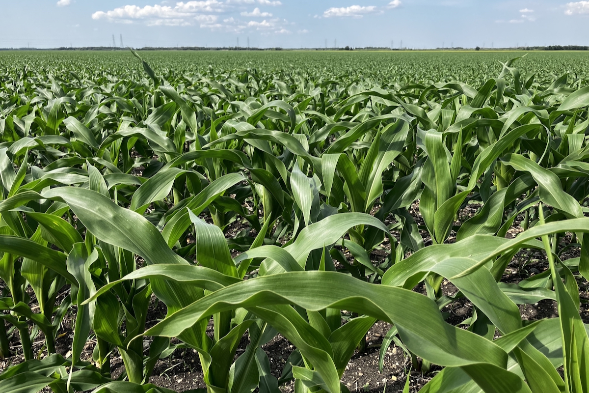 U.S. Senate bill would shrink tax credit for biofuels made from foreign feedstocks