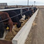 Cattle at the Livestock and Forage Centre of Excellence, near Clavet, Sask. The cattle were part of a study examining oilseed fines in beef cattle diets.