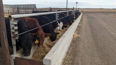 Cattle at the Livestock and Forage Centre of Excellence, near Clavet, Sask. The cattle were part of a study examining oilseed fines in beef cattle diets.