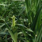 barley plant close up. taken at AAFC plots at AIM on July 15, 2025. Photo: Janelle Rudolph