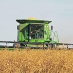 Mustard harvest: File photo
