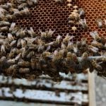Several beekeeping groups in Canada have been pushing for the border to reopen to American bulk packaged bees. Photo: File
