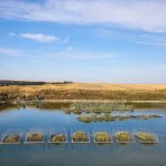 Native plants grew through peat moss on the islands for two years as they were being monitored. Photo: Olds College Agriculture and Technology/Sergei Belski