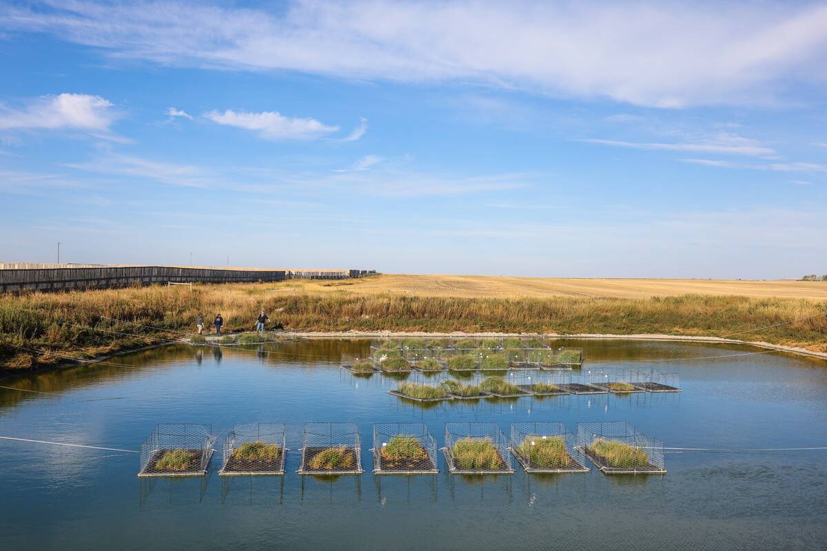 Native plants grew through peat moss on the islands for two years as they were being monitored. Photo: Olds College Agriculture and Technology/Sergei Belski