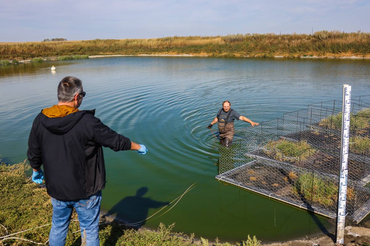 Daniel Karran gets up close and personal with the islands as he monitors them. Photo: Olds College Agriculture and Technology/Sergei Belski Photo: Olds College Agriculture and Technology/Sergei Belski
