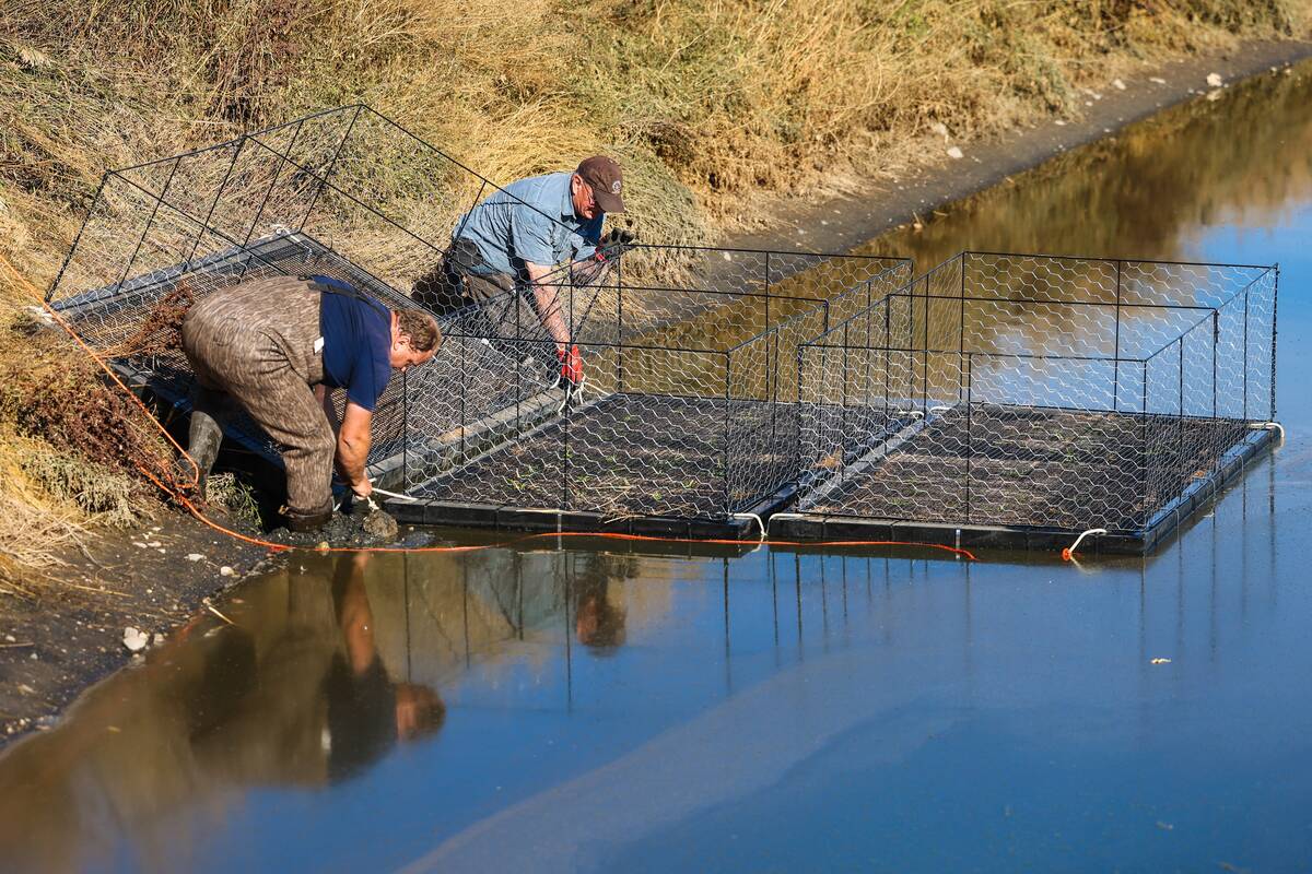 Daniel Karran and others deploy the floating islands in 2022 on feedlot ponds. Photo: Olds College of Agriculture and Technology/Sergei Belski Photo: Olds College of Agriculture and Technology/Sergei Belski