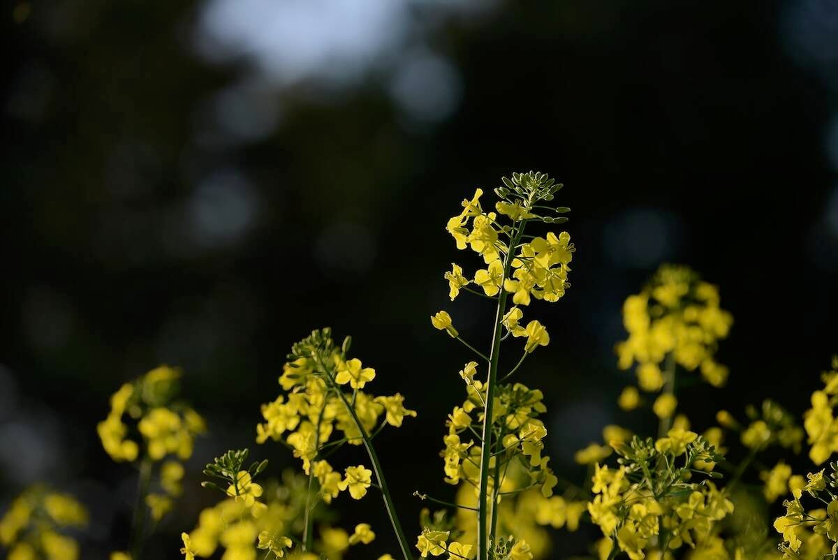 ABIC: Biotech wheat stays on the shelf