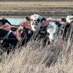 Alberta Beef Producers announced on August 12 its withdrawal from the Canadian Cattle Association, effective July 1, 2026. Photo: File
