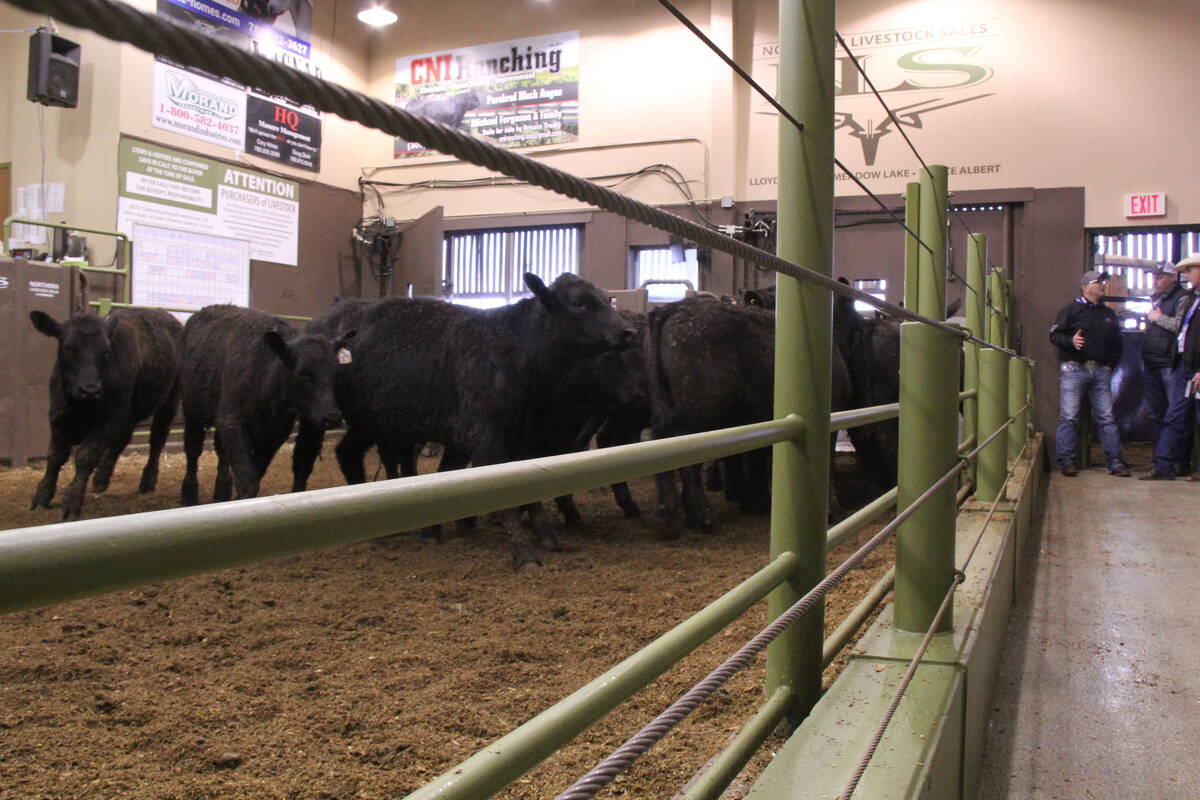 Yearlings in the ring at Northern Livestock Sales in Lloydminster, Sask. Livestock auction marts will play a crucial role in new traceability regulations next year. 