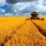 Markets are quieter-than-normal as farmers continue to be busy with harvest operations. Photo: Thinkstock
