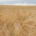 Feed grains weekly: USDA ups global coarse grain estimate