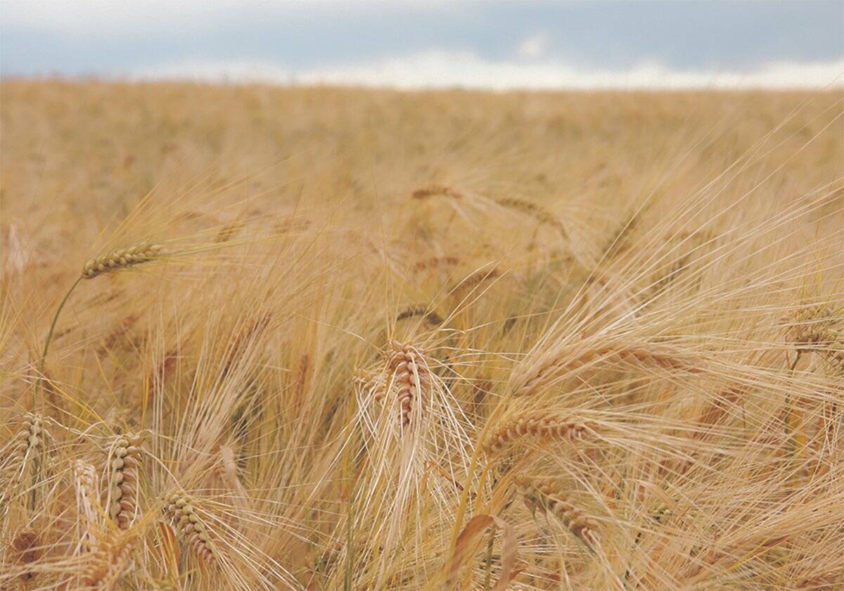 Feed grains weekly: USDA ups global coarse grain estimate