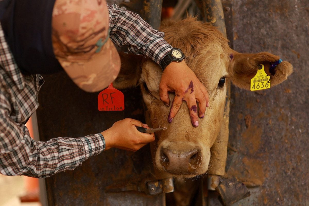 Animal health worker Eduardo Lugo treats the wounds of a cow as Chihuahua ranchers intensify surveillance for the screwworm after the U.S. suspended cattle imports following the detection of the parasite in southern Mexico, at the Chihuahua Regional Livestock Union, in Nuevo Palomas, Mexico May 16, 2025. Photo: Reuters/Jose Luis Gonzalez