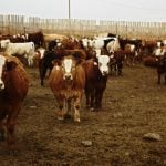 Photo: Canada Beef
