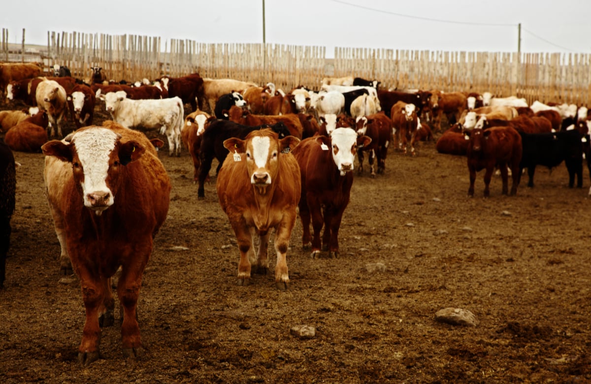 Photo: Canada Beef
