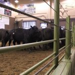 Yearlings in the ring at Northern Livestock Sales in Lloydminster, Sask. Livestock auction marts will play a crucial role in new traceability regulations next year. Photo: File