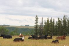 A group of cattle rest by a coulee early in the morning following a big rain near Fairview, Alta.