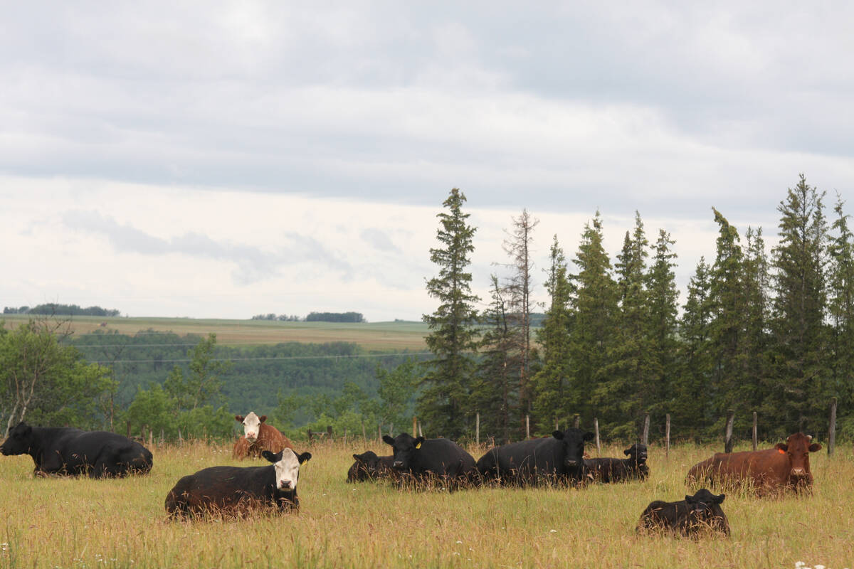A group of cattle rest by a coulee early in the morning following a big rain near Fairview, Alta.