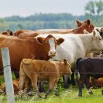 Beef cattle graze on a pasture north of Ninette, in western Manitoba on Canada Day 2024.