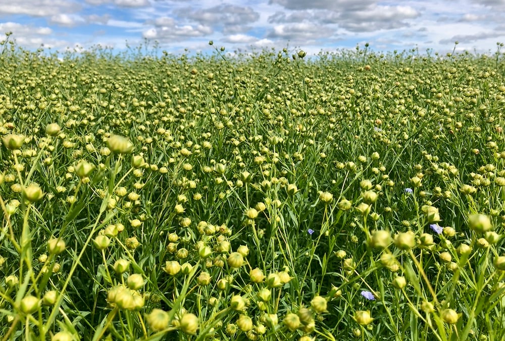 The Diverse Field Crops Cluster is a research project examining how to improve crop production while limiting nitrogen emissions. Crops such as camelina, carinata, flax (seen here), sunflower and mustard are the focus area of the project.  Photo: Greg Berg
