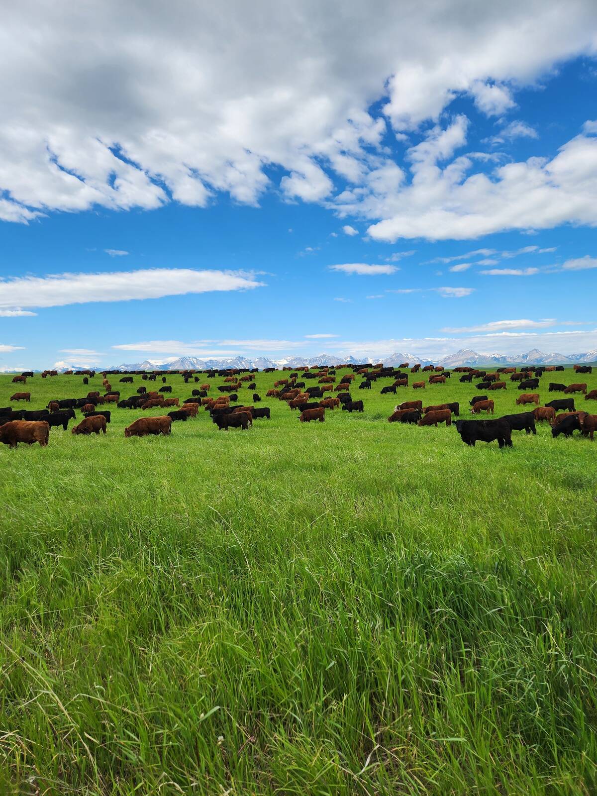 Cattle grazing at Fishburn Ranch near Pincher Creek, Alta. The ranch includes a cow-calf herd, custom grazing, direct-marketed beef and, recently, sheep. Photo: Toews family