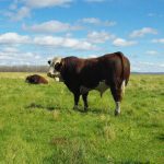 A Simmental bull on pasture.