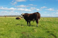 A Simmental bull on pasture.