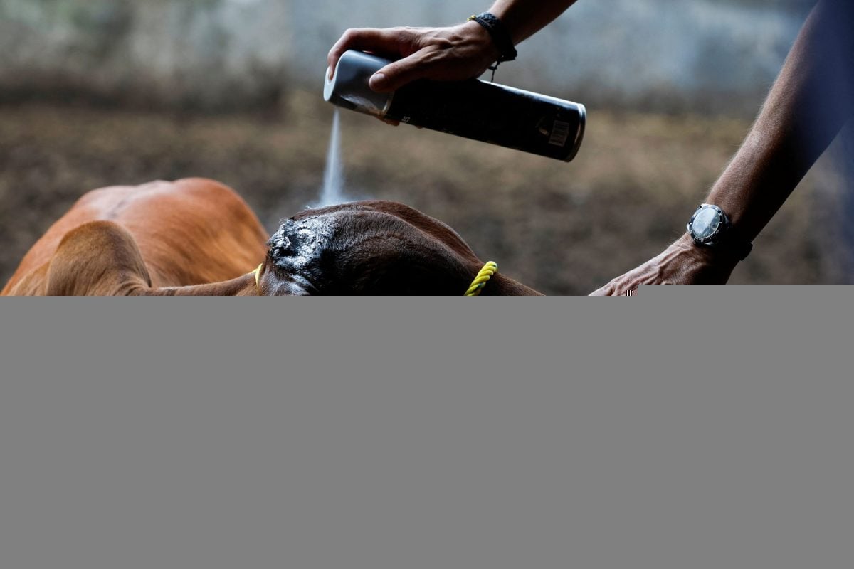 Carlos Mahr, cattle producer and President of the Chiapas Livestock Union Spray disinfectant on one of his cows as the Mexican government and ranchers struggle to control the spread of the flesh-eating screwworm, in Tuxtla Gutierrez, Chiapas state, Mexico July 3, 2025. Photo: REUTERS/Daniel Becerril
